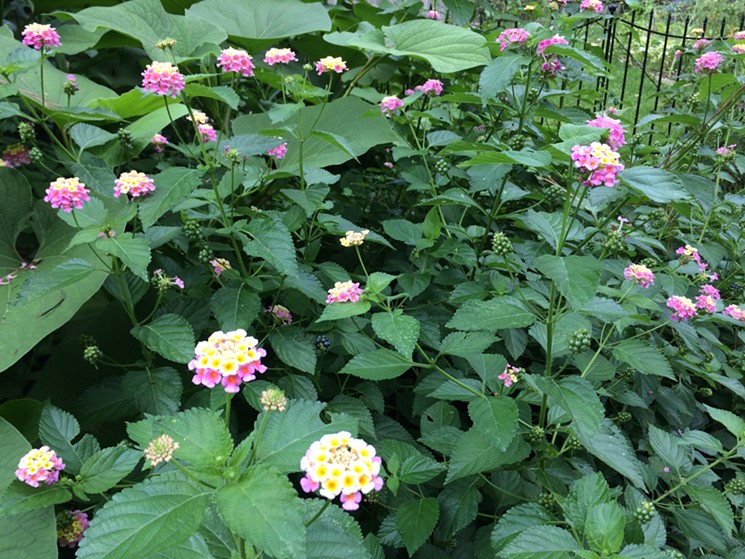 Lantana is a pretty, invasive, smelly plant adored by butterflies. - PHOTO BY LORRETTA RUGGIERO