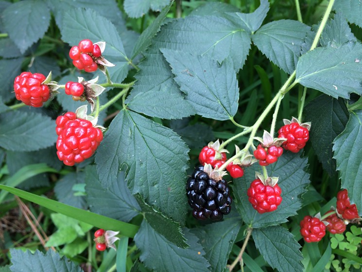 Thornless blackberries are easy to grow in Houston. - PHOTO BY LORRETTA RUGGIERO