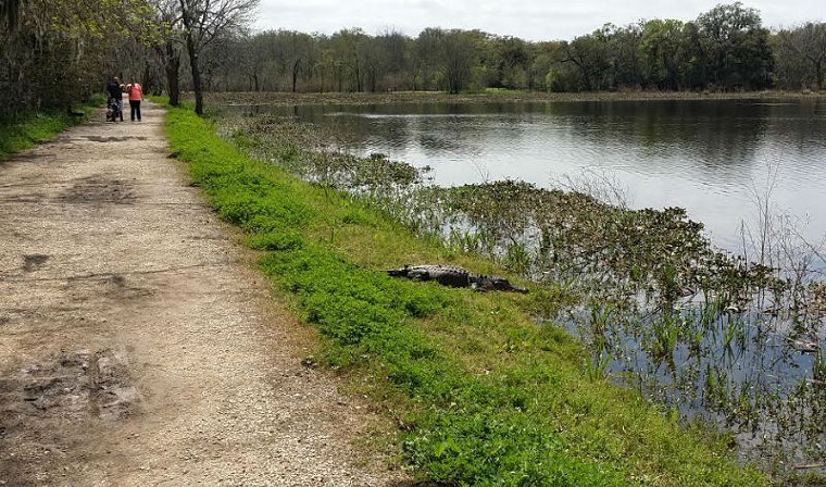 Gators are all over the place at Brazos Bend State Park. - PHOTO BY GARY BEAVER