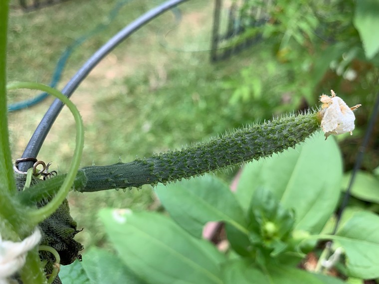 This cucumber is happy to see us. - PHOTO BY LORRETTA RUGGIERO