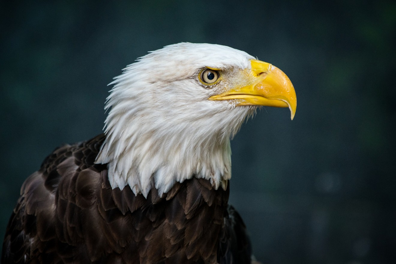 By the 1960s and 1970s, the numbers of wild bald eagles had plummeted due to the effects of pesticides. Shown here: the Southern Bald Eagle