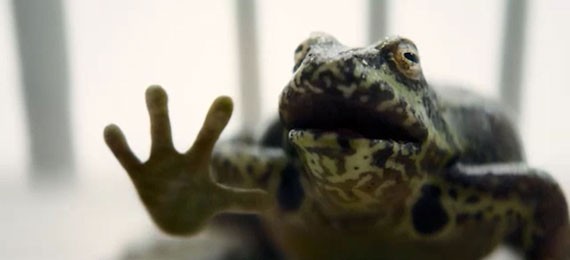 High five, little frogg-o