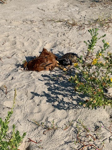 Animal Sacrifice on Galveston Island? | Houston Press