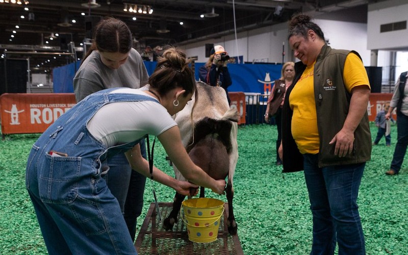 Faith Bugenhagen milking Carla, who was quite the temperamental goat.