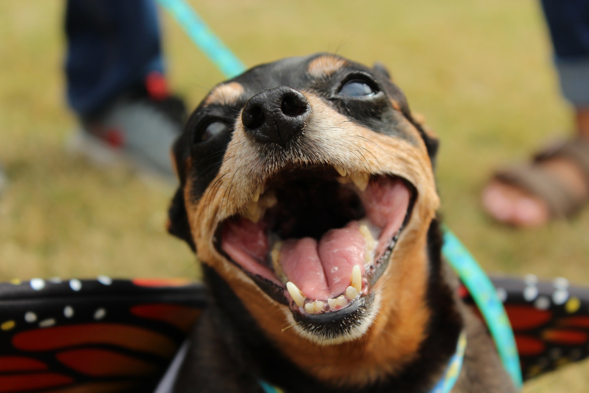 PHOTOS: Facility dogs show Astros spirit at Children's Memorial Hermann  Hospital