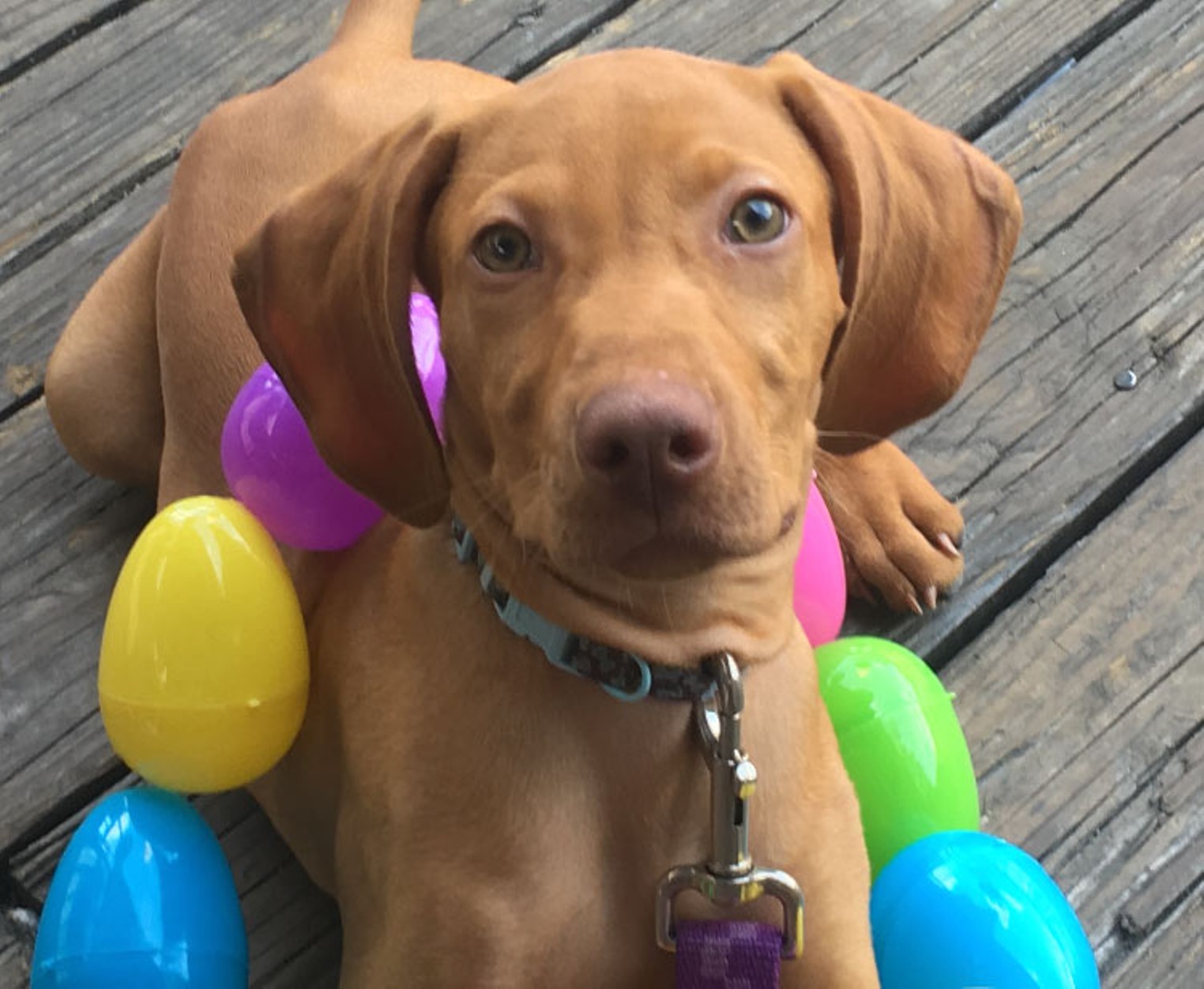 Houston Astros - We love our furry friends. It's Dog Day