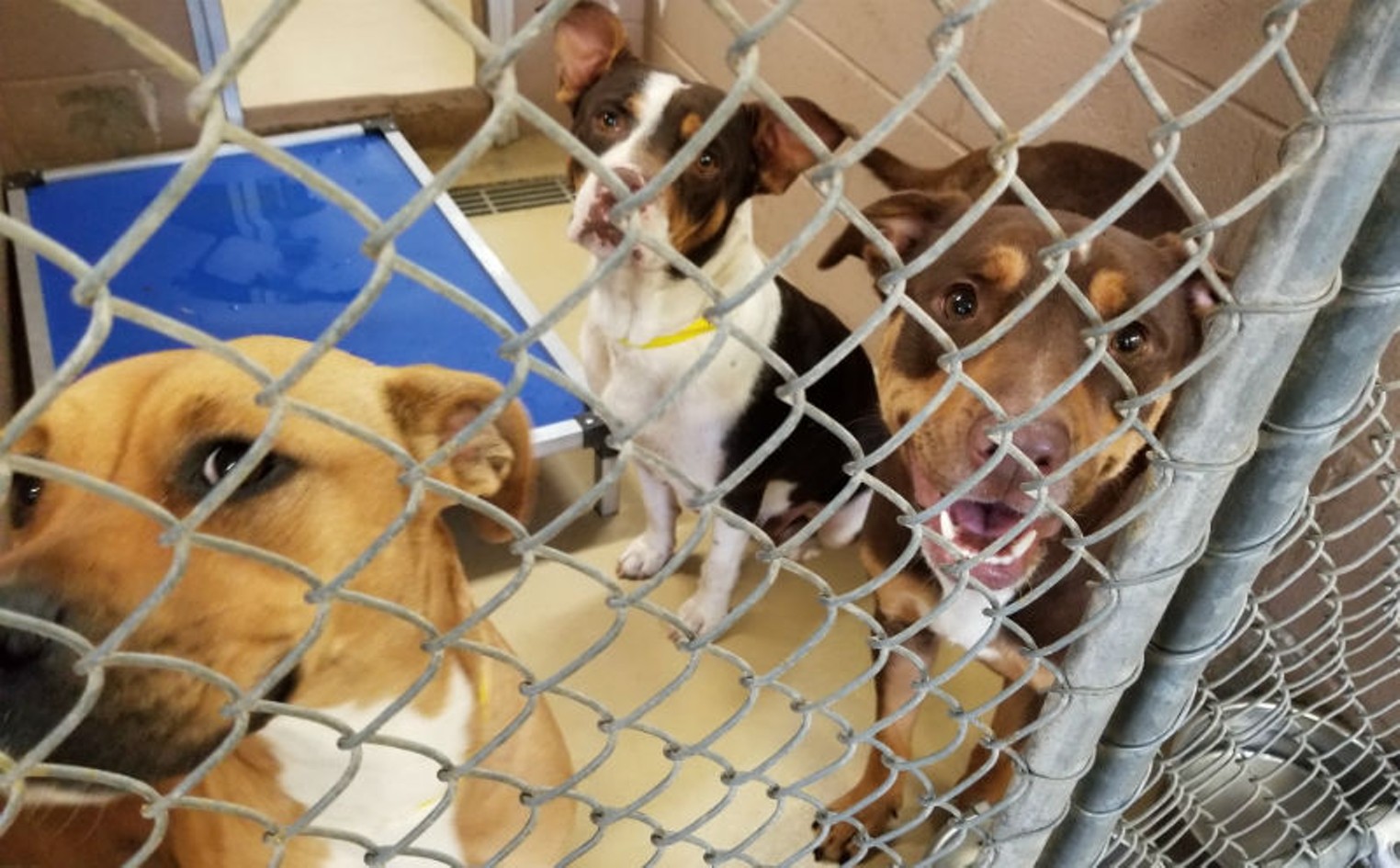 Shouldn't We Know Where Harris County Dogs Shipped Out of State Are Going?  | Houston Press