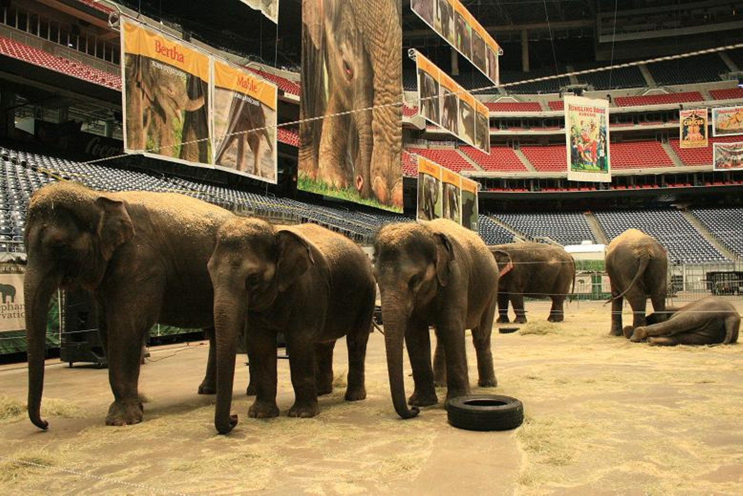 Behind the Scenes at the Circus Houston Houston Press The Leading