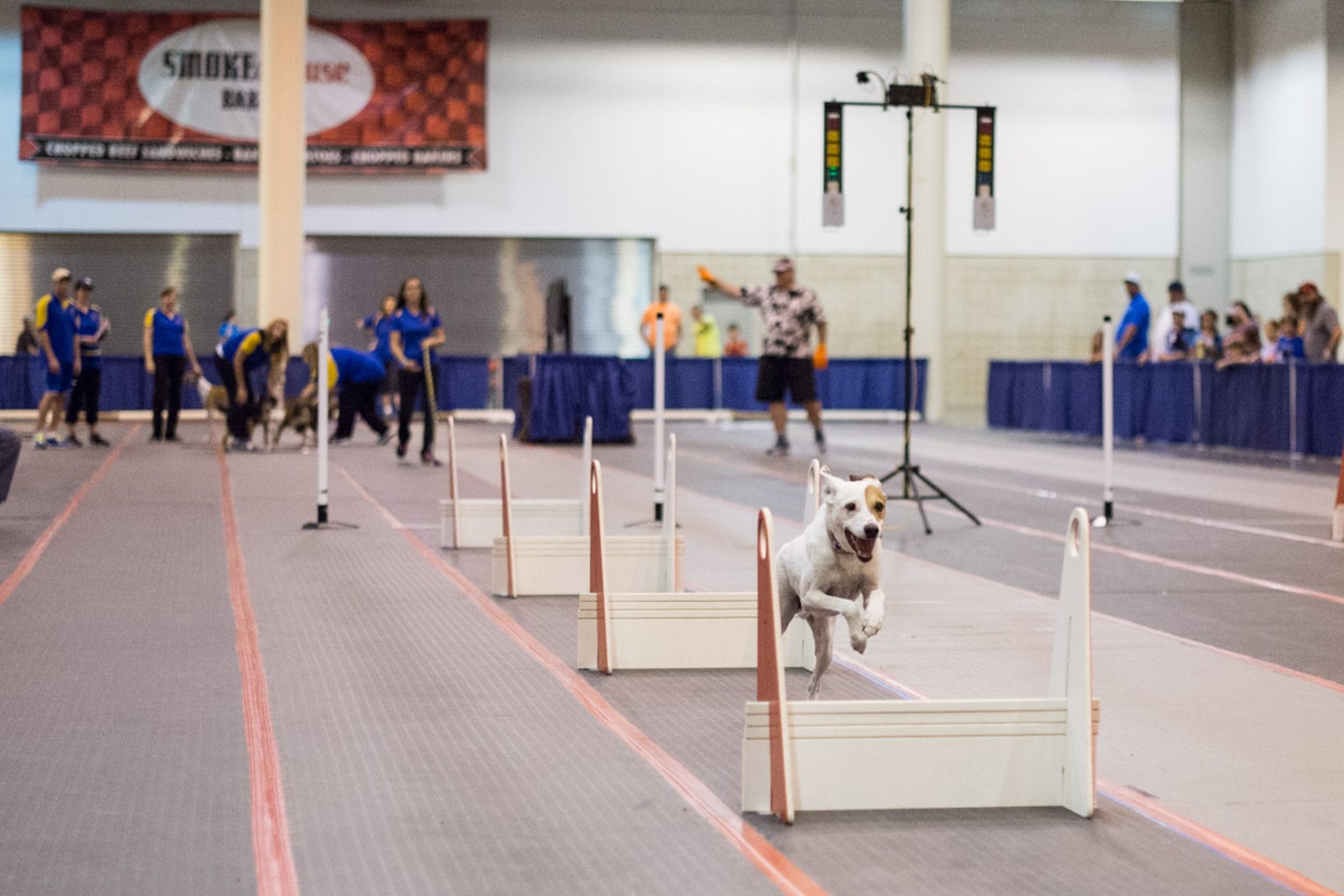 World Series of Dog Shows at NRG Park Houston Houston Press The