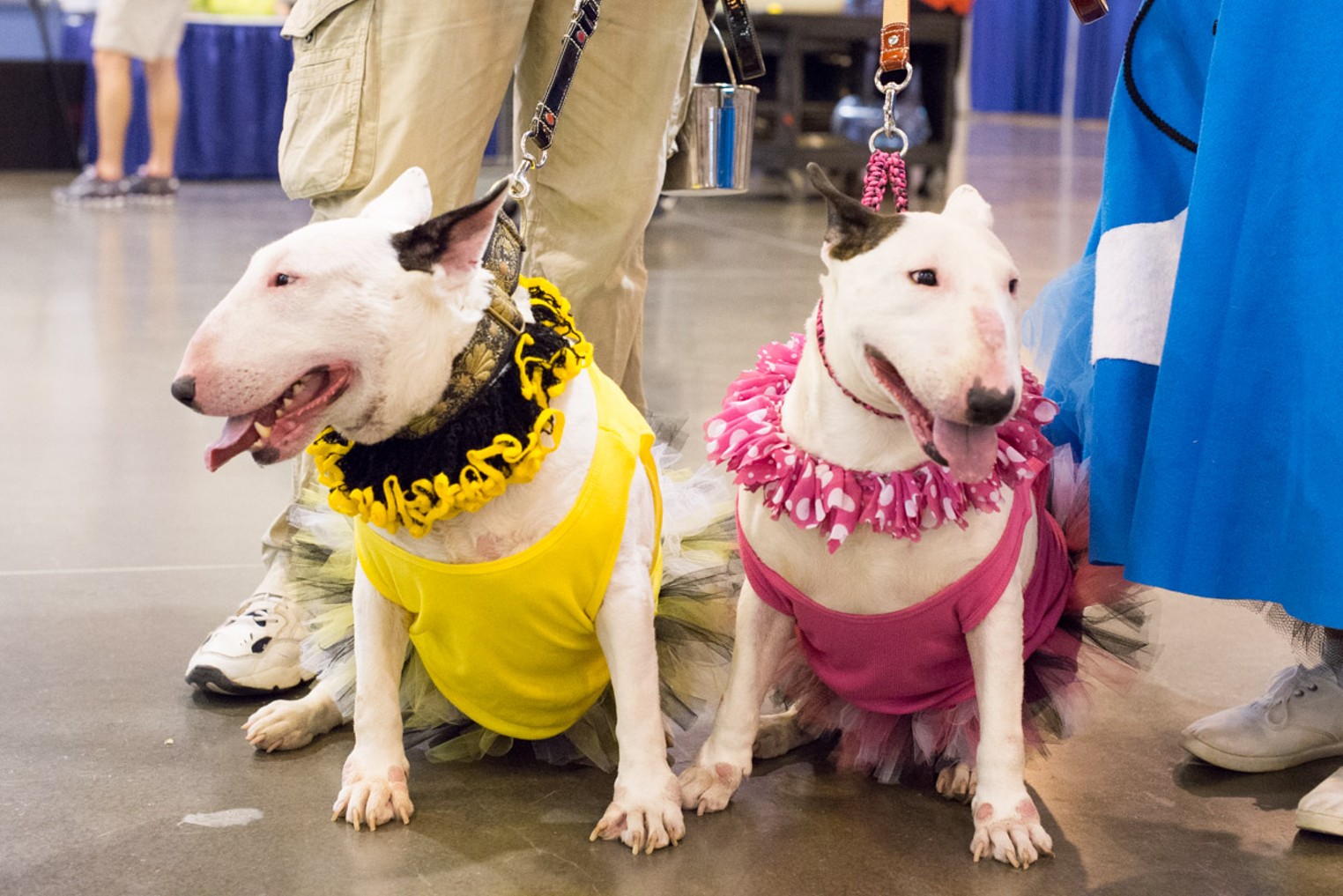 World Series of Dog Shows at NRG Park Houston Houston Press The