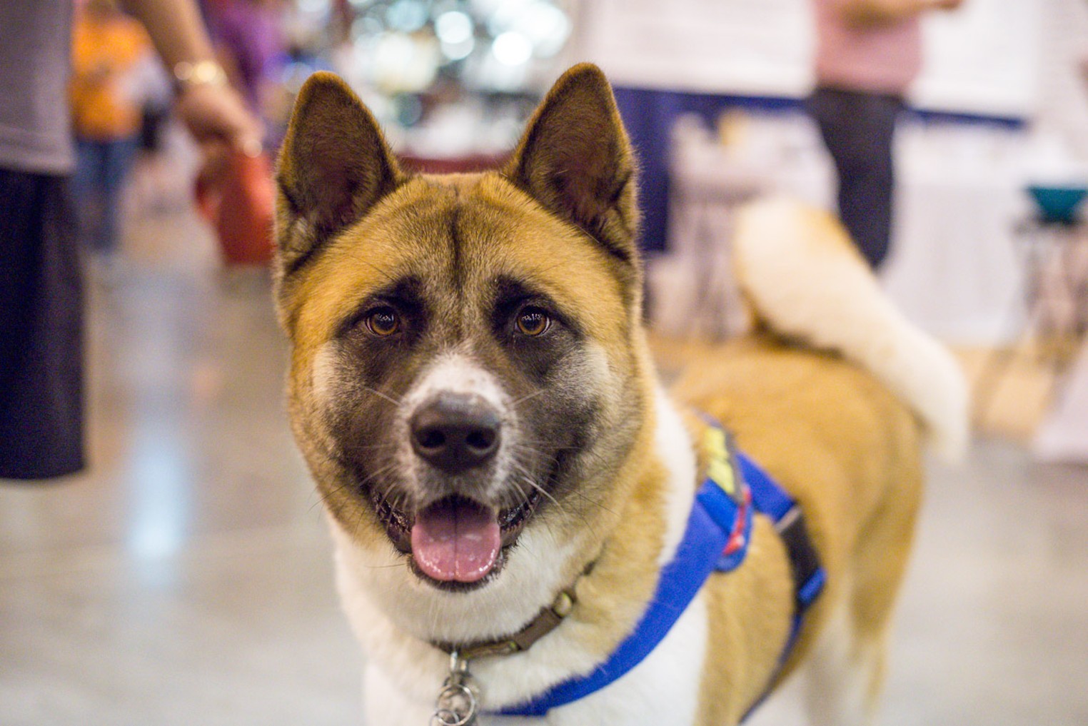 World Series of Dog Shows at NRG Park Houston Houston Press The