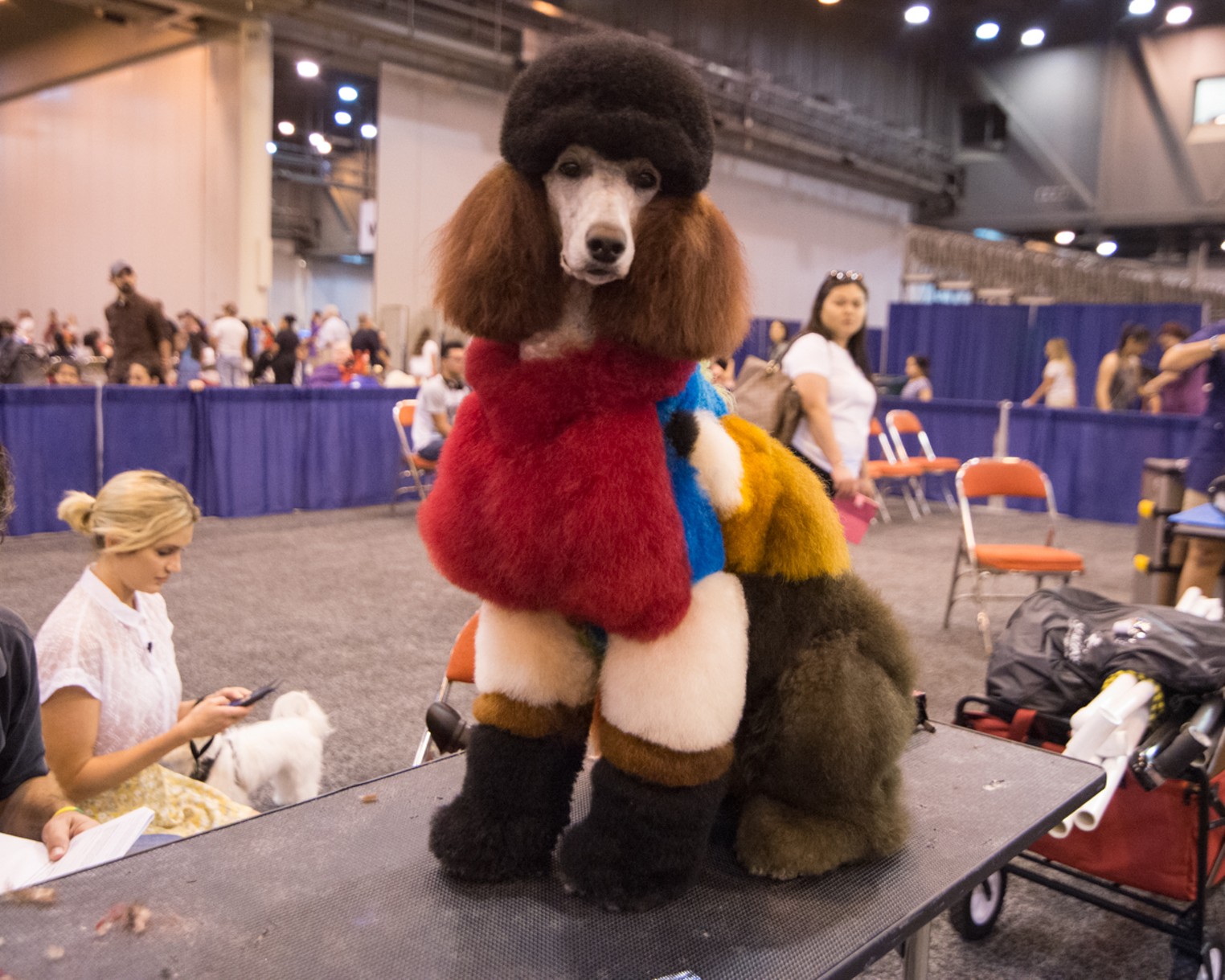 Lots of Love at the Houston World Series of Dog Shows Houston