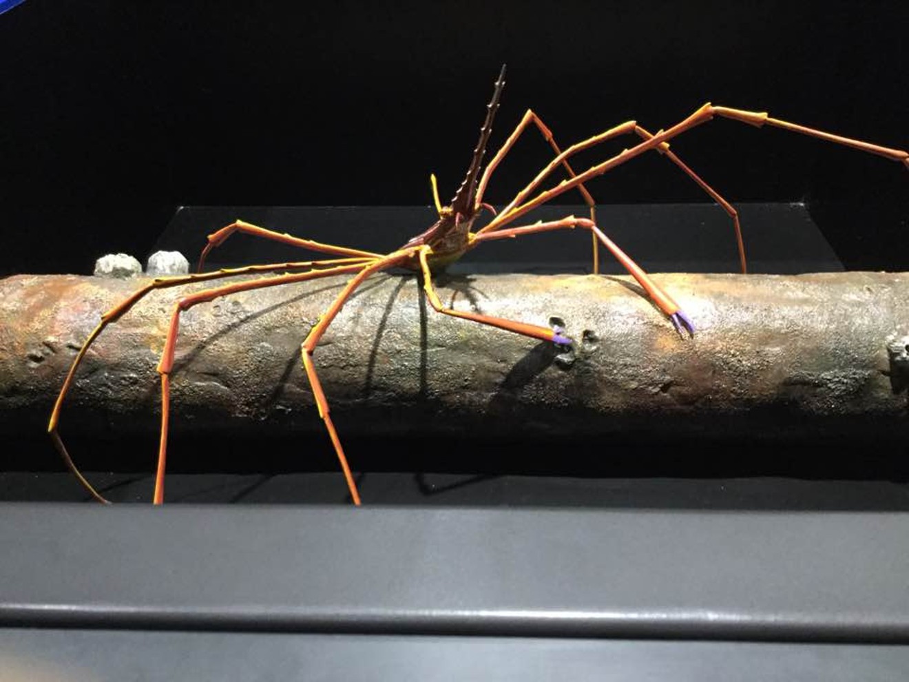 A model of an arrow crab at Moody Gardens